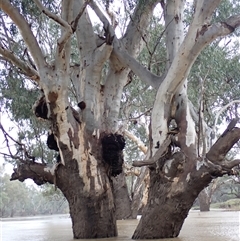 Eucalyptus sp. (A Gum Tree) at Walgett, NSW - 27 Apr 2022 by MB