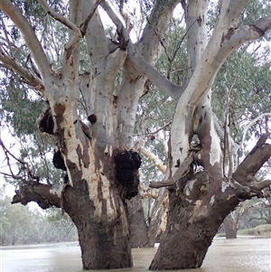 Eucalyptus sp. at Walgett, NSW - suppressed