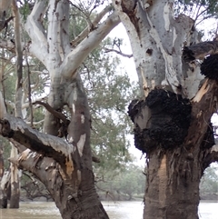 Eucalyptus sp. at Walgett, NSW - suppressed
