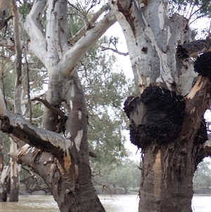 Eucalyptus sp. at Walgett, NSW - suppressed