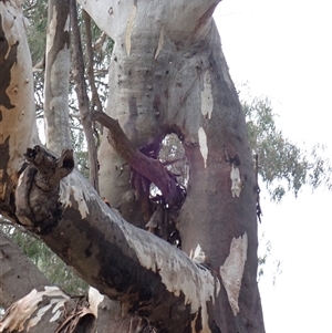 Eucalyptus sp. at Walgett, NSW - suppressed