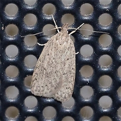 Chezala privatella (A Concealer moth) at Turner, ACT - 14 Oct 2024 by ConBoekel