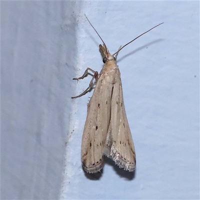 Faveria tritalis (Couchgrass Webworm) at Turner, ACT - 15 Oct 2024 by ConBoekel