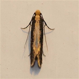 Monopis ethelella at Turner, ACT - 16 Oct 2024 09:10 PM