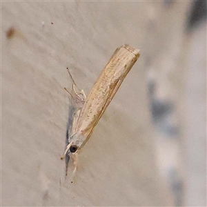 Culladia cuneiferellus at Turner, ACT - 16 Oct 2024