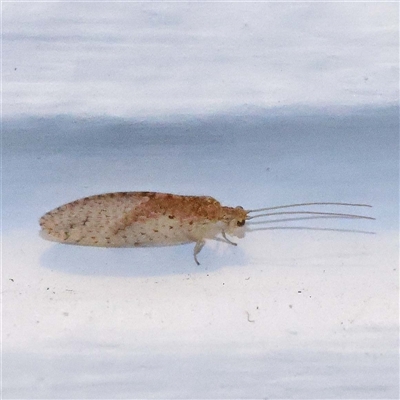 Micromus tasmaniae (Tasmanian Brown Lacewing) at Turner, ACT - 16 Oct 2024 by ConBoekel