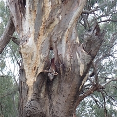 Eucalyptus sp. (A Gum Tree) at Walgett, NSW - 27 Apr 2022 by MB