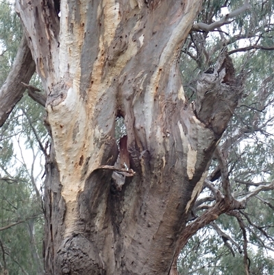 Eucalyptus sp. (A Gum Tree) at Walgett, NSW - 27 Apr 2022 by MB