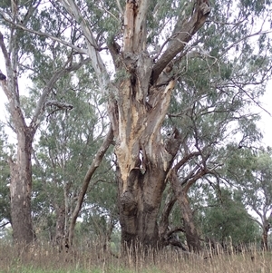 Eucalyptus sp. at Walgett, NSW - suppressed