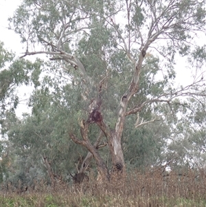 Eucalyptus sp. at Walgett, NSW - suppressed