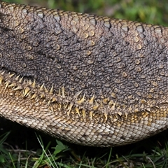 Pogona barbata (Eastern Bearded Dragon) at Acton, ACT - 17 Oct 2024 by TimL