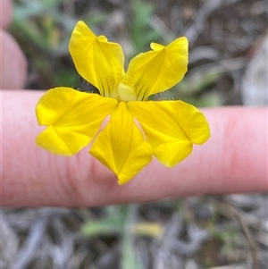 Goodenia pinnatifida at Phillip, ACT - 18 Oct 2024 01:23 PM