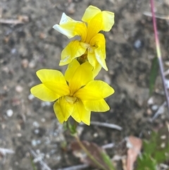 Goodenia pinnatifida at Phillip, ACT - 18 Oct 2024 01:23 PM