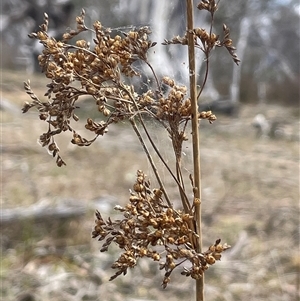 Juncus sarophorus at Bendoura, NSW - 1 Nov 2023