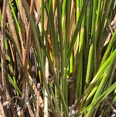 Juncus sarophorus at Bendoura, NSW - 1 Nov 2023