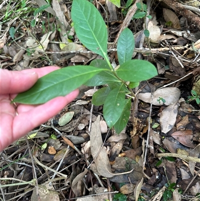 Psychotria loniceroides at Kangaroo Valley, NSW - 18 Oct 2024 by lbradley