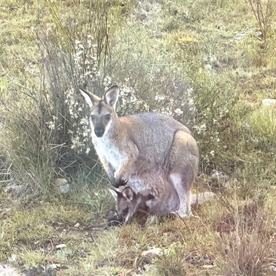 Notamacropus rufogriseus (Red-necked Wallaby) at Yass River, NSW - 7 Oct 2024 by SueMcIntyre