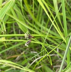 Schoenus apogon (Common Bog Sedge) at Bendoura, NSW - 1 Jan 2024 by JaneR