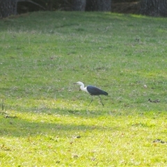 Ardea pacifica (White-necked Heron) at Robertson, NSW - 14 Oct 2024 by plants