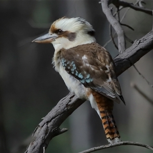 Dacelo novaeguineae at Forde, ACT - 25 Jul 2024