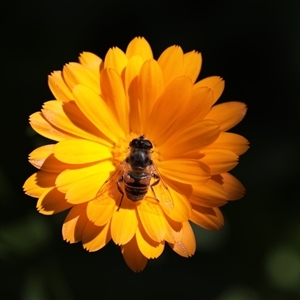 Eristalis tenax at Unanderra, NSW - suppressed