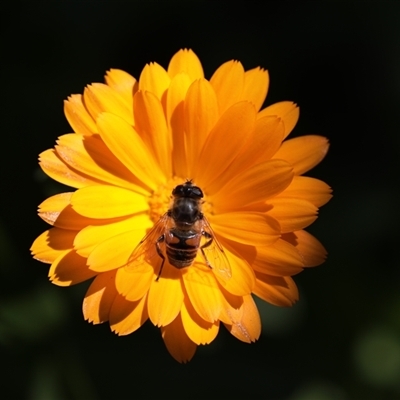 Eristalis tenax (Drone fly) at Unanderra, NSW - 27 Oct 2021 by PaperbarkNativeBees