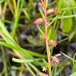 Haloragis heterophylla at Bendoura, NSW - 1 Jan 2024 12:58 PM