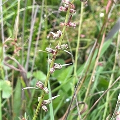 Haloragis heterophylla at Bendoura, NSW - 1 Jan 2024