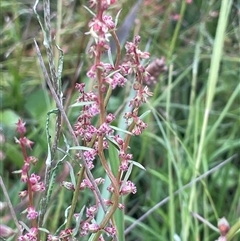 Haloragis heterophylla at Bendoura, NSW - 1 Jan 2024 12:58 PM