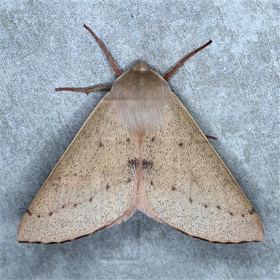 Arhodia lasiocamparia (Pink Arhodia) at Rosedale, NSW - 17 Oct 2024 by jb2602