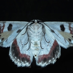 Crypsiphona ocultaria (Red-lined Looper Moth) at Rosedale, NSW - 17 Oct 2024 by jb2602