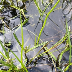 Lilaeopsis polyantha at Bendoura, NSW - 1 Jan 2024