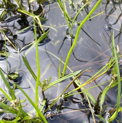 Lilaeopsis polyantha (Lilaeopsis) at Bendoura, NSW - 1 Jan 2024 by JaneR