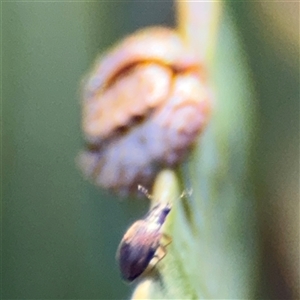 Lagriini sp. (tribe) at Parkes, ACT - 17 Oct 2024