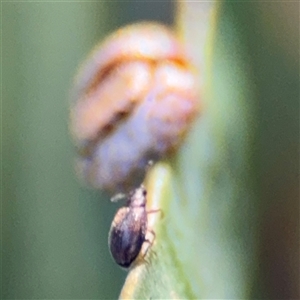 Lagriini sp. (tribe) at Parkes, ACT - 17 Oct 2024