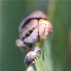 Lagriini sp. (tribe) at Parkes, ACT - 17 Oct 2024