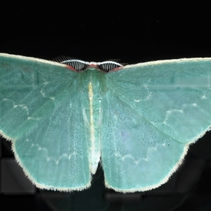 Chlorocoma dichloraria at Rosedale, NSW - 17 Oct 2024