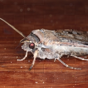 Agrotis infusa at Rosedale, NSW - 17 Oct 2024 09:57 PM