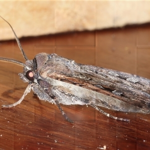 Agrotis infusa at Rosedale, NSW - 17 Oct 2024