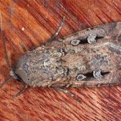 Agrotis infusa at Rosedale, NSW - 17 Oct 2024 09:57 PM