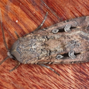 Agrotis infusa at Rosedale, NSW - 17 Oct 2024