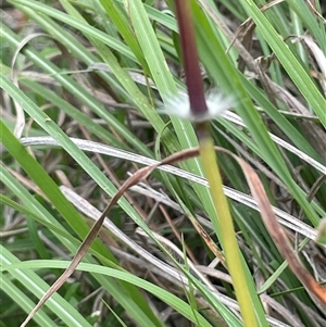 Sorghum leiocladum at Bendoura, NSW - 1 Jan 2024 02:17 PM