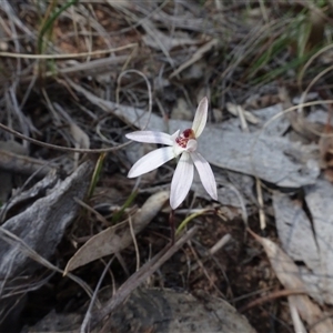 Caladenia fuscata at Hall, ACT - suppressed