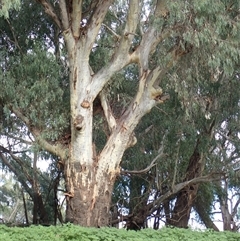 Eucalyptus sp. (A Gum Tree) at Walgett, NSW - 8 Mar 2022 by MB