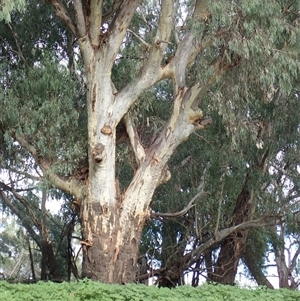 Eucalyptus sp. at Walgett, NSW - suppressed