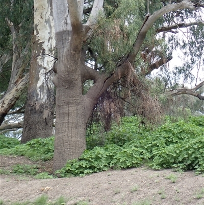 Eucalyptus sp. (A Gum Tree) at Walgett, NSW - 6 Mar 2022 by MB