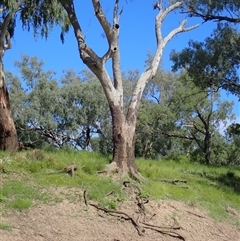 Eucalyptus sp. (A Gum Tree) at Walgett, NSW - 6 Mar 2022 by MB