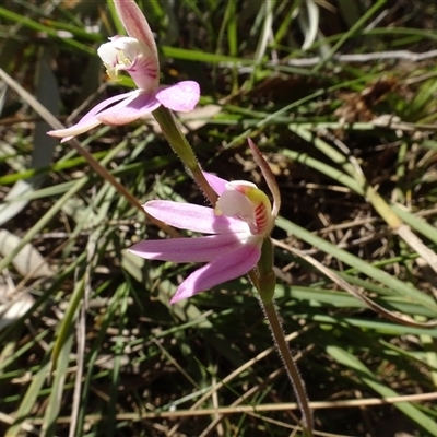 Caladenia carnea (Pink Fingers) at Hall, ACT - 14 Sep 2024 by AndyRussell