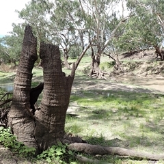 Eucalyptus sp. at Walgett, NSW - 6 Mar 2022 by MB