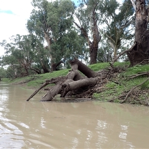 Eucalyptus sp. at Walgett, NSW - suppressed